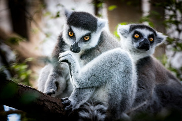 Lemur  Madagascar  The ring-tailed lemur is a large strepsirrhine primate and the most recognized lemur due to its long, black and white ringed tail. It belongs to Lemuridae, one of five lemur familie