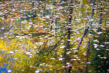 Fallen leaves float among the reflections of an autumn forest in a northern Wisconsin wetland.