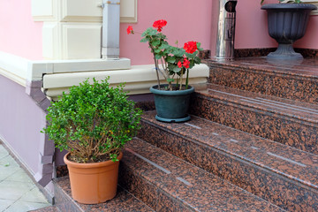 Fototapeta na wymiar Flowers on stairs in pots. Pelargonium in a black pot on marble steps. Decorations to enter the house in the summer.