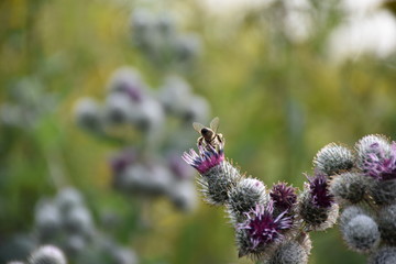 Fototapeta pszczoła siedząca na fioletowo zielonym dzikim kwiecie letnią porą obraz