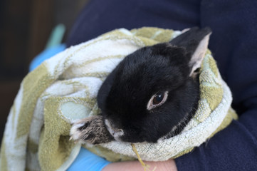 Bunny swaddled by vet
