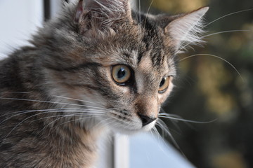 kot domowy siedzący w oknie obserwujący otoczenie 