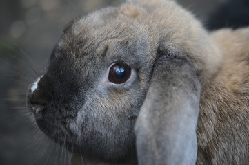 Floppy-eared bunny close-up