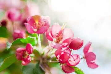 Blooming pink apple tree branches in spring