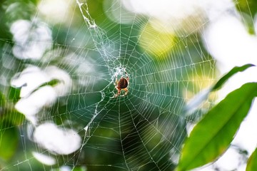 spider on web