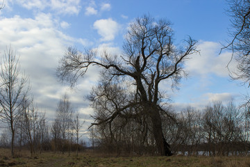 black silhouette of a branchy old centuries-old tree on a background of blue sky with clouds