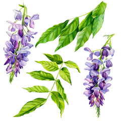 flowers with and green leaves of wisteria on a white background, watercolor, botanical painting, spring clipart