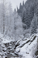 stream in the coniferous forest in the mountains in winter