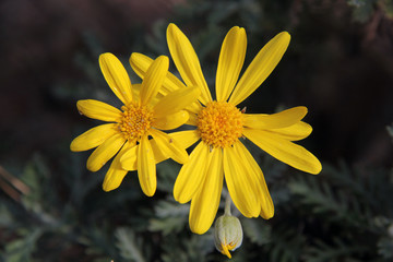 marguerite jaune
