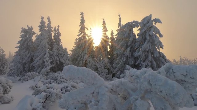 Dreamy sunset in frozen winter forest nature