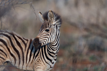 Fototapeta na wymiar Zebra foal, baby zebra in the wilderness of Africa