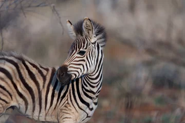Rolgordijnen Zebraveulen, babyzebra in de wildernis van Afrika © Ozkan Ozmen