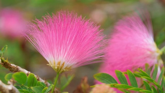 Pink flowers in bloom in tropical garden in 4k slow motion 60fps