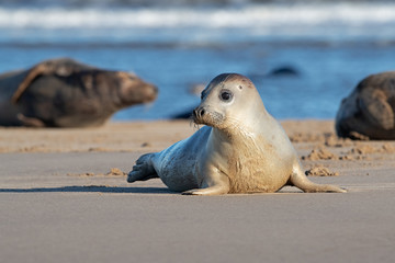 Harbor Seal (Phoca vitulina) at the edge of the ocean