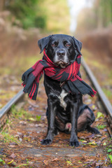 Portrait of a labrador sitting in the autumn forest on the tracks.