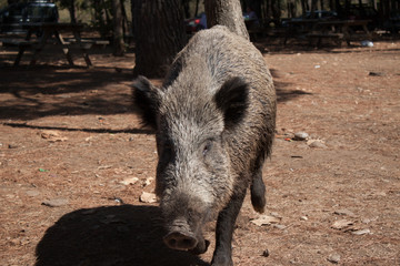 Big wild boar running between tourist in Turkey