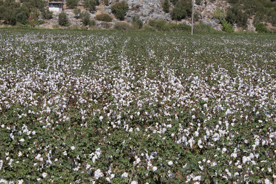 Large cotton field in Turkey