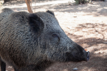 Big wild boar running between tourist in Turkey