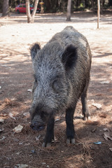 Big wild boar running between tourist in Turkey