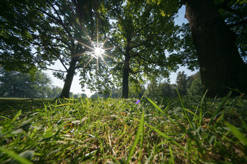 Grass and trees in the summer park in the early morning