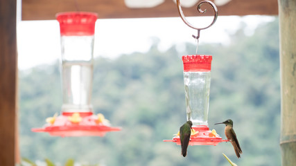 Colibrí tomando agua 1 © diego