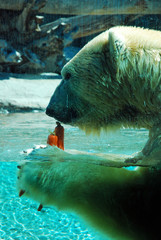 A Polar Bear Munching on His Snacks