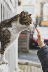 little boy reaching for a stray cat