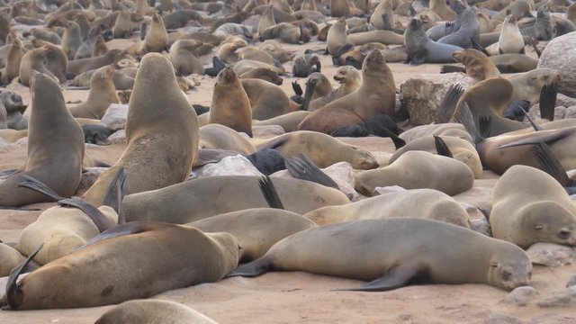 Big sea lion colony at Cape Cross Seal Reserve in Namibia