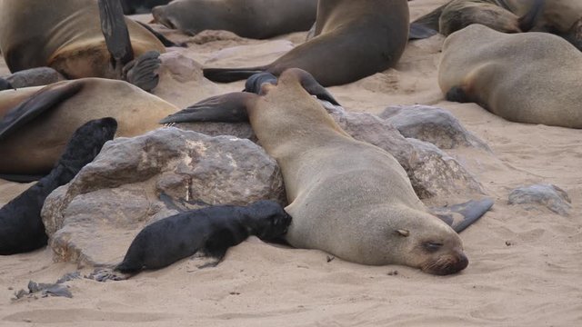 Mother sea lion and her pup at Cape Cross Seal Reserve in Namibia