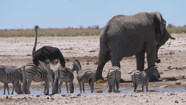 Herd of zebras with an ostrich and elephant around a waterhole in Etosha National Park, Namibia