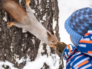 A little child in winter feeds a squirrel with a nut.