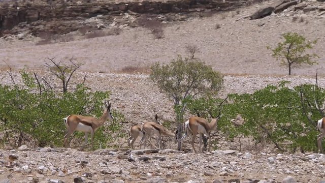 Herd of springboks walking at the Hoanib Riverbed in Namibia