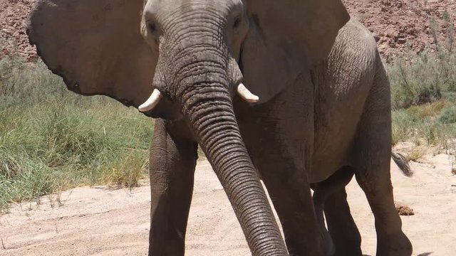 Close up from a bull desert elephant walking away at Hoanib Riverbed in Namibia