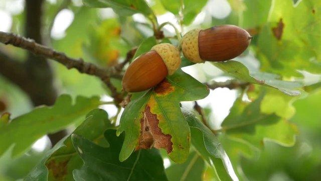 Ripe acorn on a sunny day.