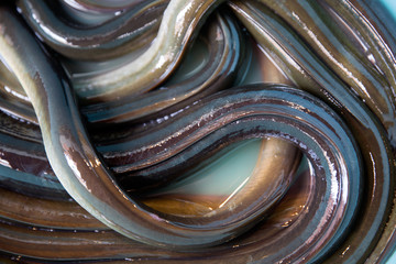 eel fish sold in the Italian market