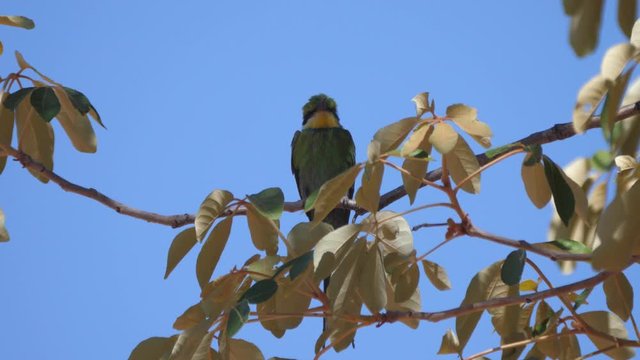 Bee-eater on a tree branch around Grootfontein in Namibia