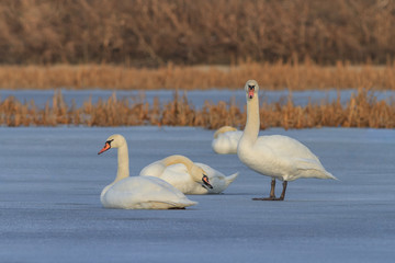 white swans in winter
