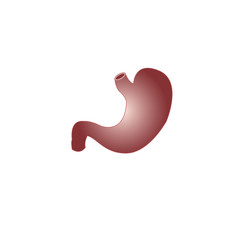 Human organ stomach vector illustration.