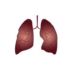 Human organ lungs vector illustration.