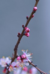 Spring flowering apricot. Beautiful apricot flowers close-up.