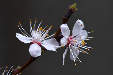 Spring flowering apricot. Beautiful apricot flowers close-up.