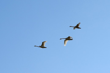 tree flying swans on a blue sky