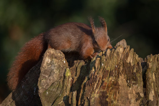 Red Squirrel in forrest Europe