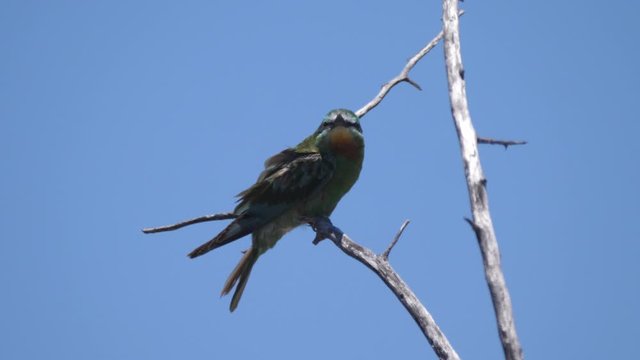 Bee-eater on a tree branch around Grootfontein in Namibia
