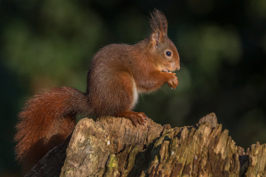 Red Squirrel in forrest Europe