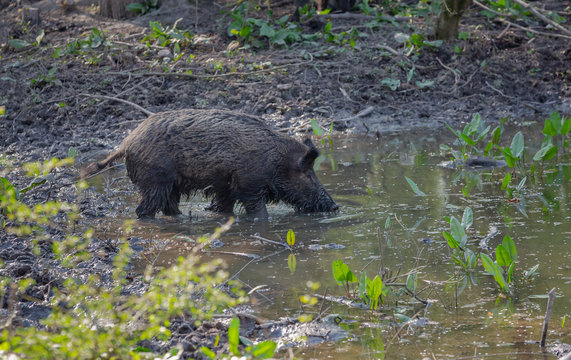 Young wild Boar in woods