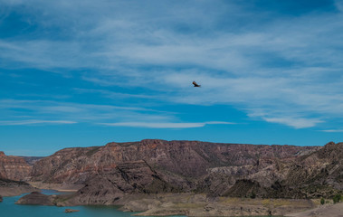 Falcon flying over Argentinian mountains. Nature background.