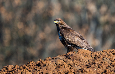 Buteo buteo portrait with natural bokeh background