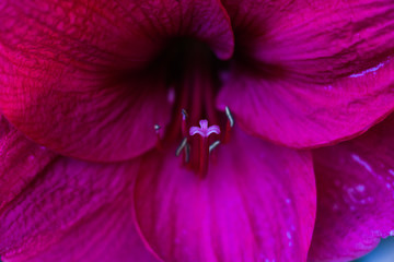 closeup of pink flower