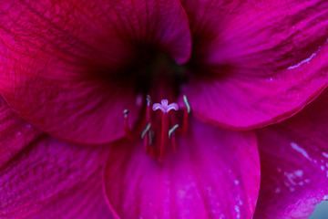 closeup of pink flower